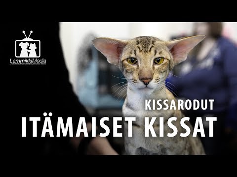 Video: Kuinka Erottaa Itämainen Kissa Muista