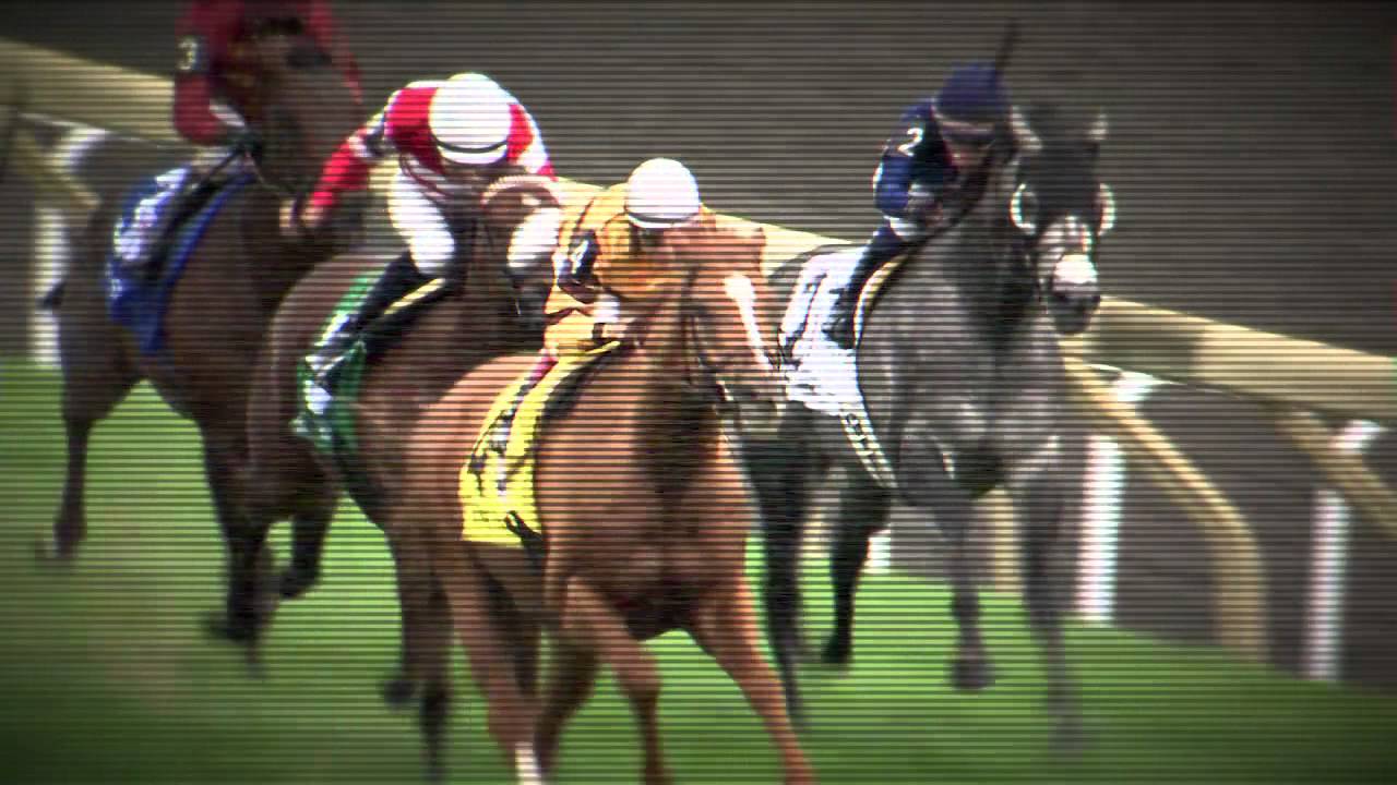 kentucky derby winner 2019 Wise Dan: The Most Interesting Horse in the World, No. 7