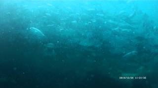 Vortex of Fish 2