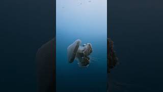 Rare Versuriga Jellyfish Glides Through Water