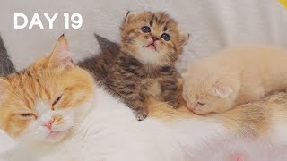 Being Cat Mom Is Not Easy (ASMR)  Day 19 @ Baby Kittens Day 1 to Day 100 Lucky Paws Vlogs