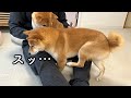 ブラッシングをしてもらってる妹を見て待ちきれなくなった豆柴の行動がかわいすぎました笑