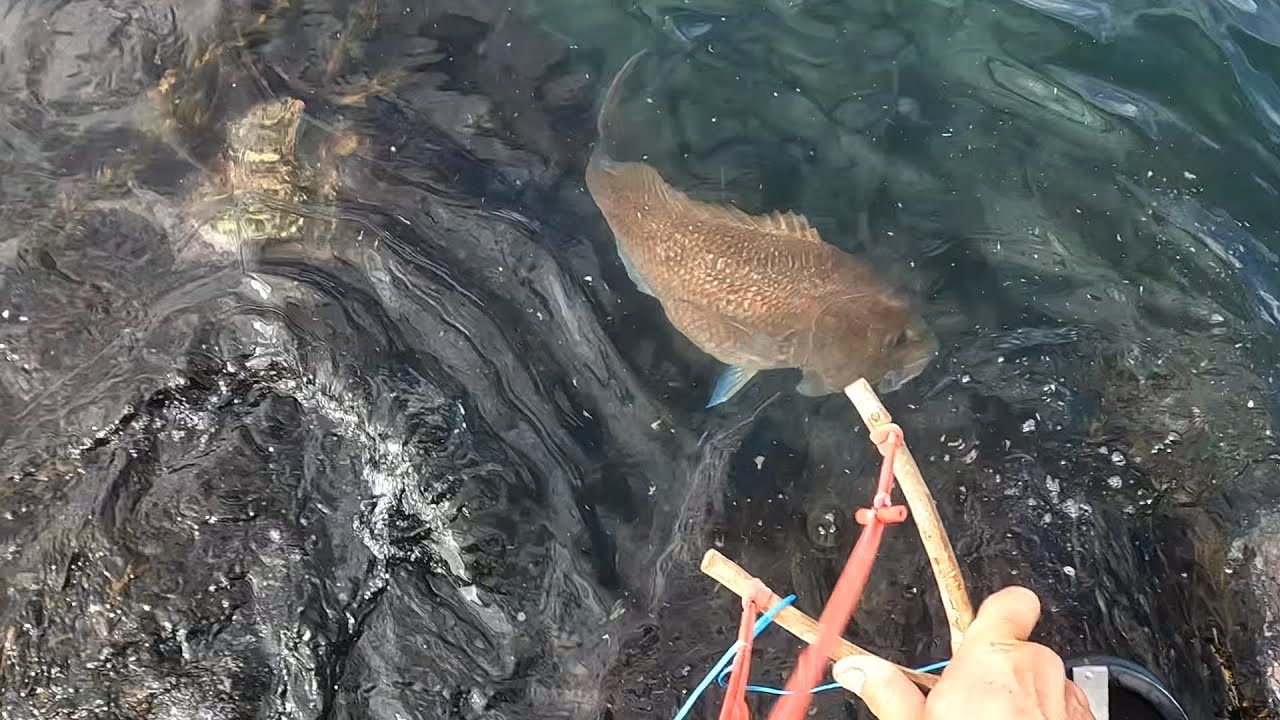 I did it - Homemade Slingshot vs Monster Snapper