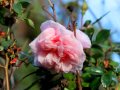 Primavera en LLuvia - Spring in rain