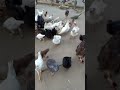 galinhas caipira
