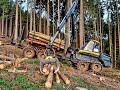 🌲 Ponsse Buffalo • Forwarder in Action • Forstarbeiten • Rückezug im Einsatz • Aarman Puit 🌲