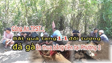 Bắt quả tang 11 đối tượng Đá gà ăn thua bằng tiền (Phường 2 - TPST)