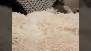 Celebrity Lustige Videos #07 Hello! Wealth