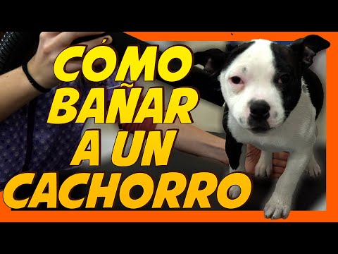 Cómo BAÑAR a