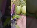 Amezing trick for plant #newshorts#plants #plantlovers #newtrick