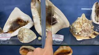 THE BIGGEST SEASHELL COLLECTION IN AUSTRALIA! YEPPOON SHELL WORLD HAS OVER 20,000 SHELLS!