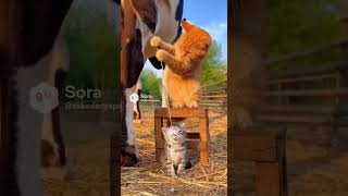 Kendi Sütü Yetersiz Kalmış