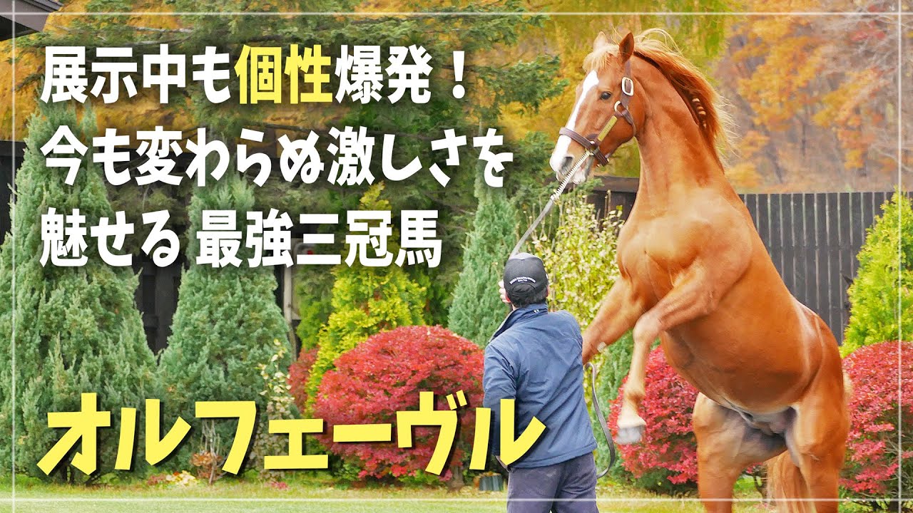 オルフェーヴル】黄金に輝く暴君として愛される個性派三冠馬 - YouTube
