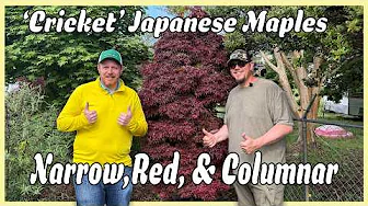 Acer palmatum ‘Cricket’  | Narrow Red Columnar Japanese Maple You NEED in Your Garden