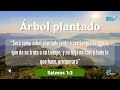 Palabras de Esperanza - Árbol plantado