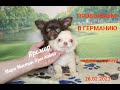 #chihuahualove ПРОВОЖАЕМ Яромира и Ярославну в ГЕРМАНИЮ ! #купитьчихуахуа ЖДУ НОВОГО ПИТОМЦА !