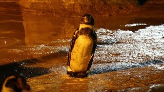 【東武動物公園】コラボ終了後のグレープ君を見てみよう 4/4 グレープ君 検索動画7 【東武動物公園】コラボ終了後のグレープ君を見てみよう 4/4 グレープ君 検索動画 7