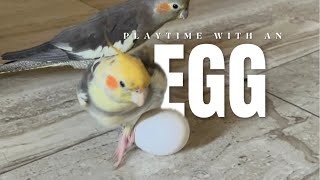 Cockatiel playing with an Egg | Funny Cockatiel