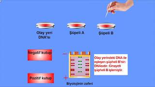 DNA parmak izi Jel..