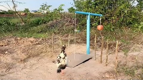 Creative DIY Wild Bird Trap Using Pen Bird To Catch Bird