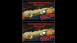 VIRAL! Transaksi Tokek Seharga 3 Miliar + mobil pajero