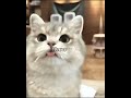 مياوو Meow مياوااات Cats 
