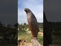 The Sunset Seat tree with the Eagle in Del Mar California