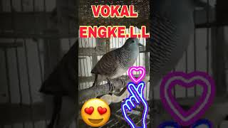 Perkutut lokal super gacor manggung spek suara engkel.[SPEK KICAU \u0026 ANGGUNGAN]