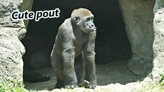 Gorilla Jabali's cute pout / 小金剛猩猩Jabali可愛的嘟嘟嘴
