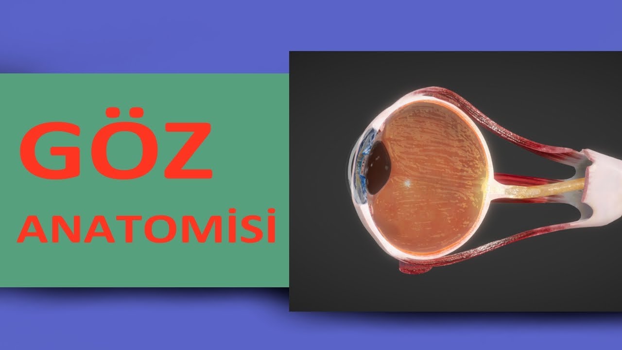ORGANUM VISUS – GÖRME DUYUSU ORGANI