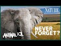 Elephants: Do Giant Brains Mean More Smarts? | Animal IQ