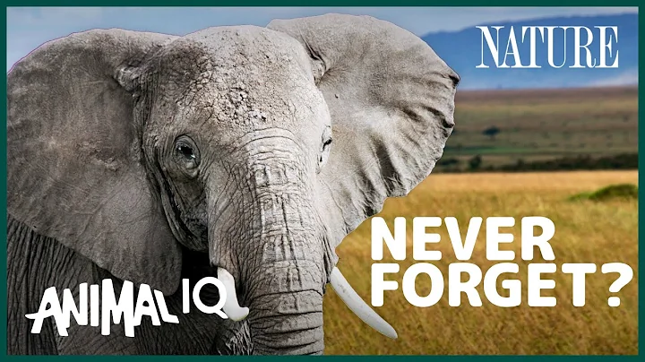 Elephants: Do Giant Brains Mean More Smarts? | Animal IQ - DayDayNews