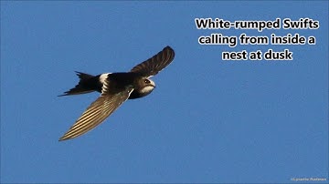 White-rumped Swifts calling from a nest at dusk