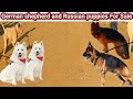 German shepherd and russian puppies farm house vlog  mini zoo  pk animals