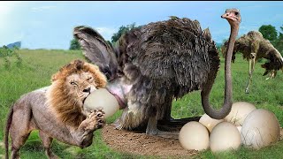 Lion Vs Ostrich Fight To Death | Mother Ostrich Fail To Protect Her Eggs From Lions Hunting