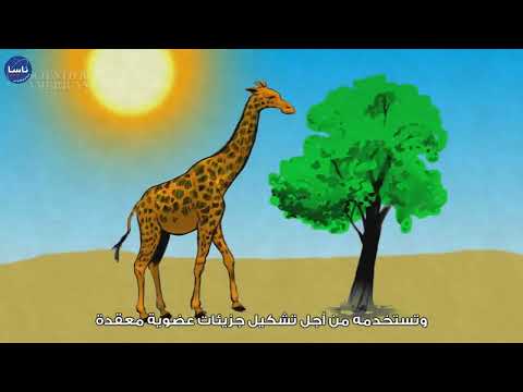 كيف يعمل التأريخ بالكربون المشع؟