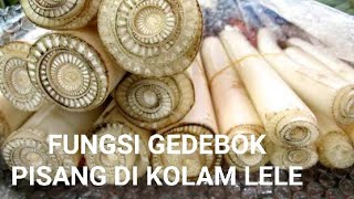 Fungsi gedebok pisang atau batang pohon pisang pada kolam lele | ternak lele pemula