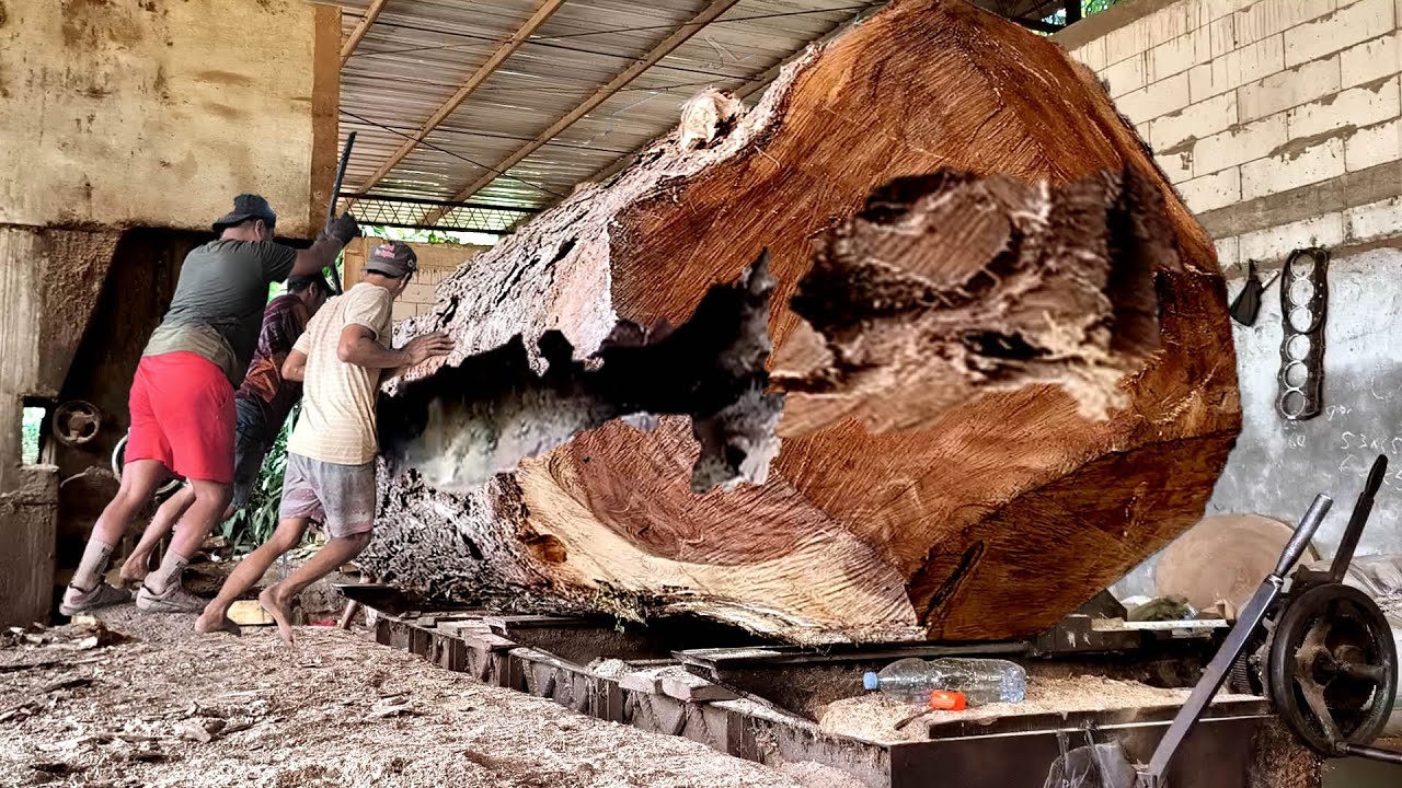 The terrifying moment a man sawed a 3 meter long trembesi tree - YouTube