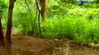 Tiger & monkey.3gp