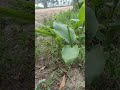 #Arbicrop#Naturalcrop#Organiccrop#nature#safewater#Monsooncrop#villagelife#viralvideo#Properspacing