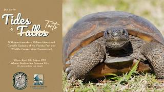 Tides & Talks: Gopher Tortoises
