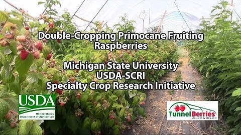 Double Cropping Raspberries