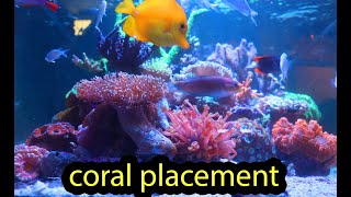 Coral Placement 101