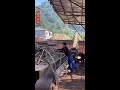 🔴 【】Bamboo Shredding Live, Heavy Mill Action