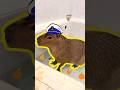 Top 3 capybara cafe [Read Description] #capybara #capivara #kapibara #masbro