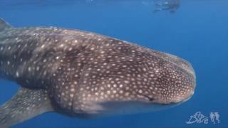 St Helena Island Diving