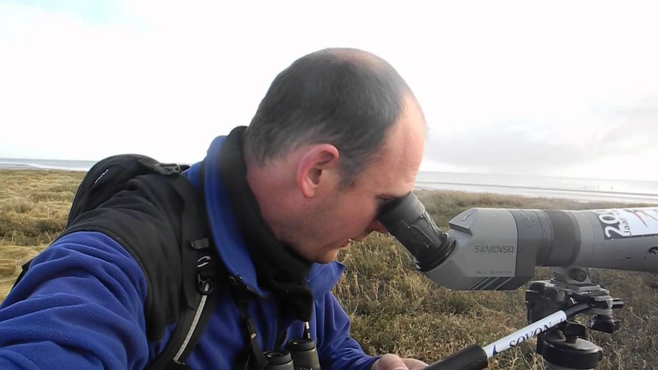 video to gif SOVON Watervogeltelling op Terschelling