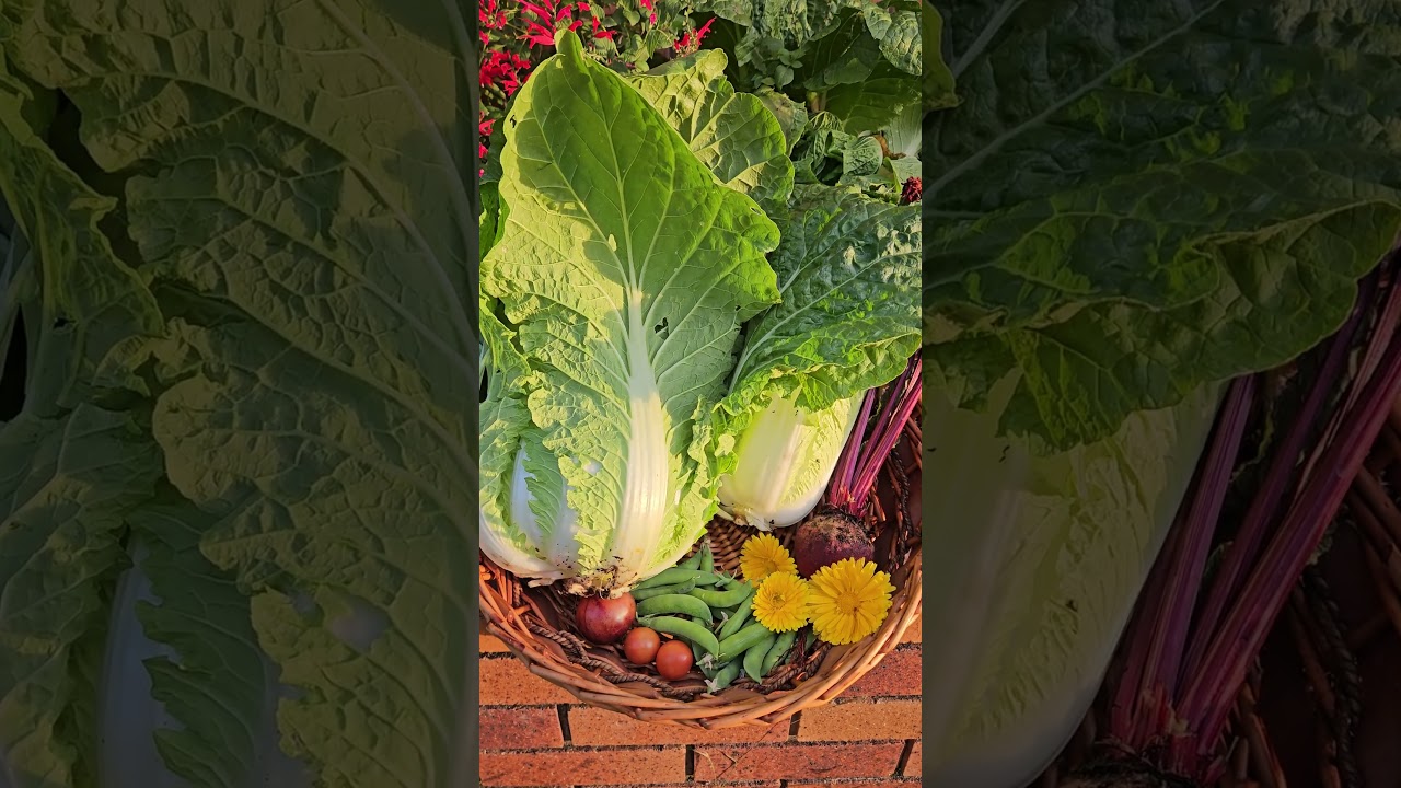Winter solstice glow in a small subtropical veggie patch ✨️ 