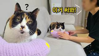 강아지 같은 고양이에게 강아지 턱베개를 선물했더니 반응이!!ㅋㅋ