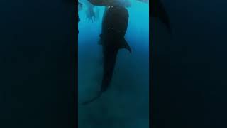 Хоть на видео плохо видно, но их длина от 12 метров   Смогли бы рядом с ней поплавать?